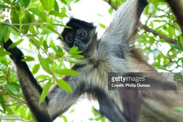 mexican spider monkey (ateles geoffroyi yucatanensis) close-up - campeche stock pictures, royalty-free photos & images