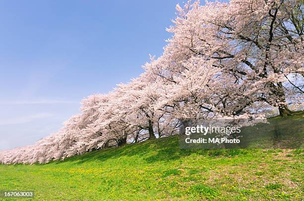 cherry blossoms - 桜の花 ストックフォトと画像