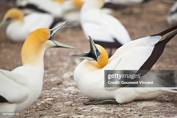 australasian gannets - オーストラリアシロカツオドリ ストックフォトと画像