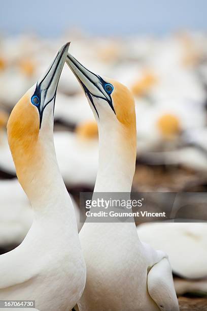 australasian gannets - オーストラリアシロカツオドリ ストックフォトと画像