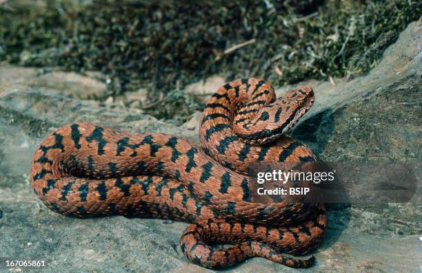 European Asp Snake 91 Asp Snake Stock Photos, High-Res Pictures, and Images - Getty Images