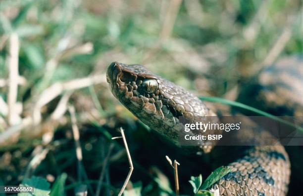 European Asp Snake 91 Asp Snake Stock Photos, High-Res Pictures, and Images - Getty Images