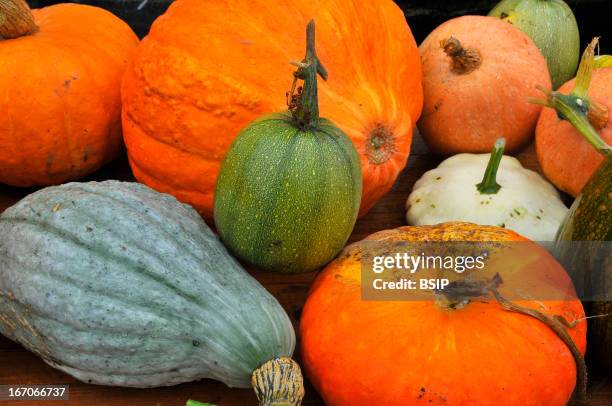 19 Potirons Stock Photos, High-Res Pictures, and Images - Getty Images