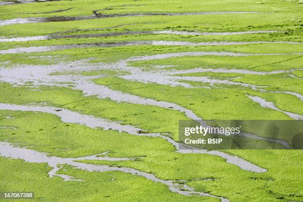 Green algae, Green algae in Brittany, France.