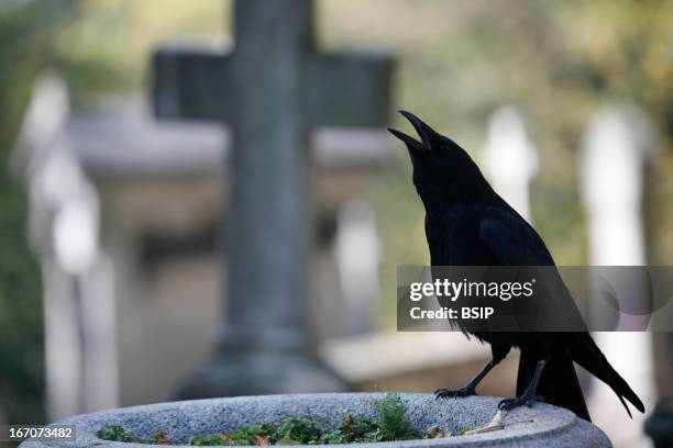 Cemetery, Raven on a grave. Photo by: BSIP / Universal Images Group via Getty Images