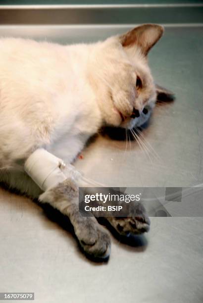 Animal castration, Female cat as sleep under anesthesia, with a drip on the paw, before the ovariohysterectomy. La Crau Veterinary clinic, in Saint...