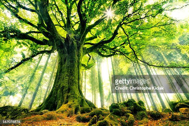 ponthus' beech - larger than life stock pictures, royalty-free photos & images