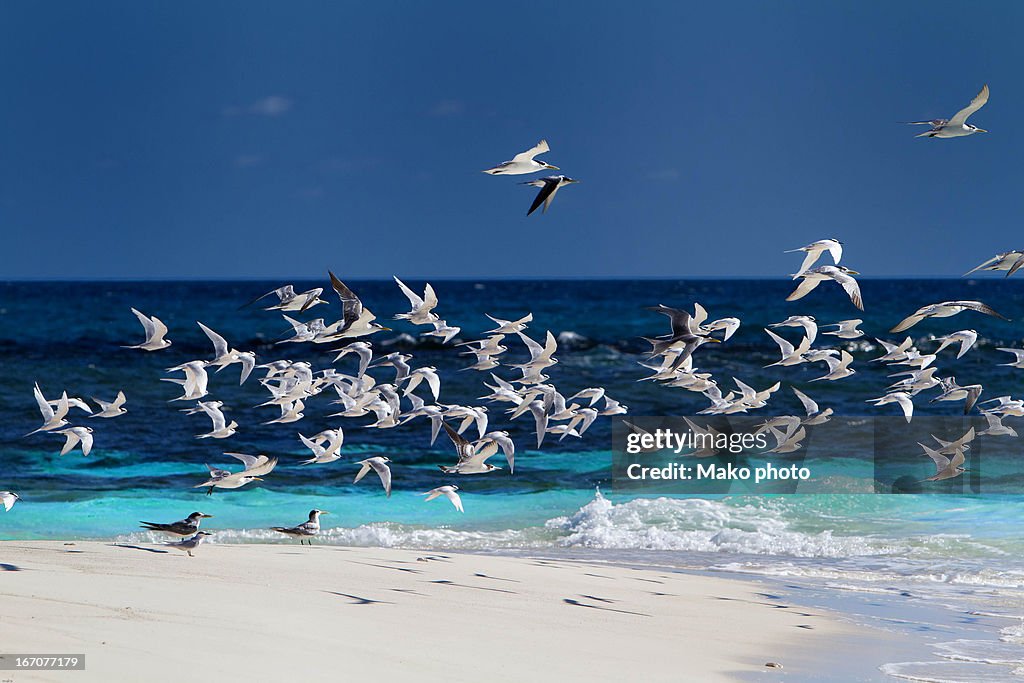 Seagull on flight