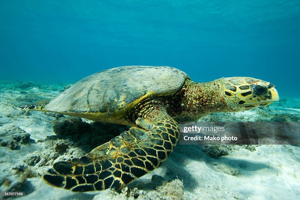 Hawksbill turtle