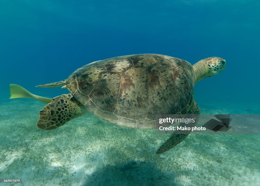 Green sea turtle