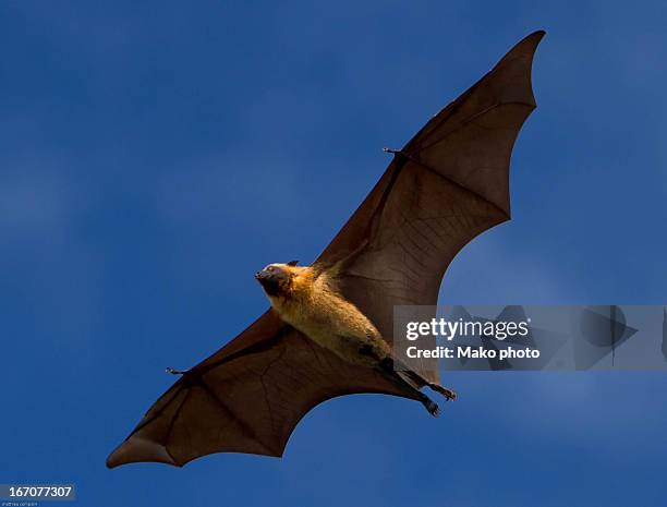 giant bat inflight - bats flying ストックフォトと画像