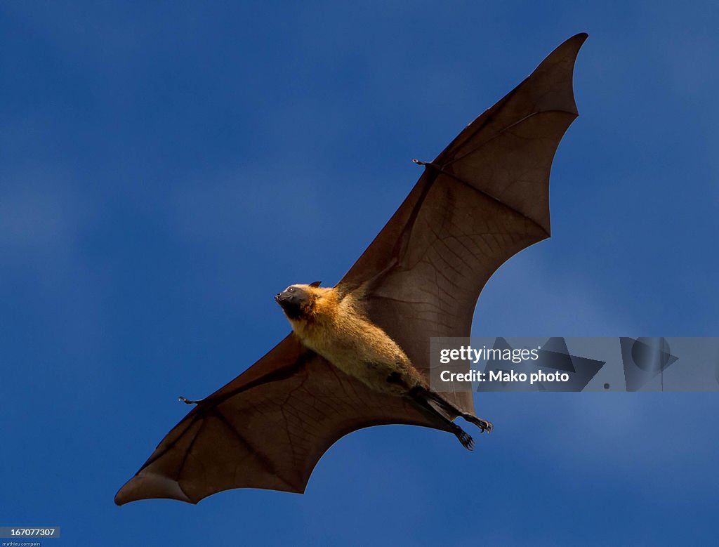 Giant bat inflight