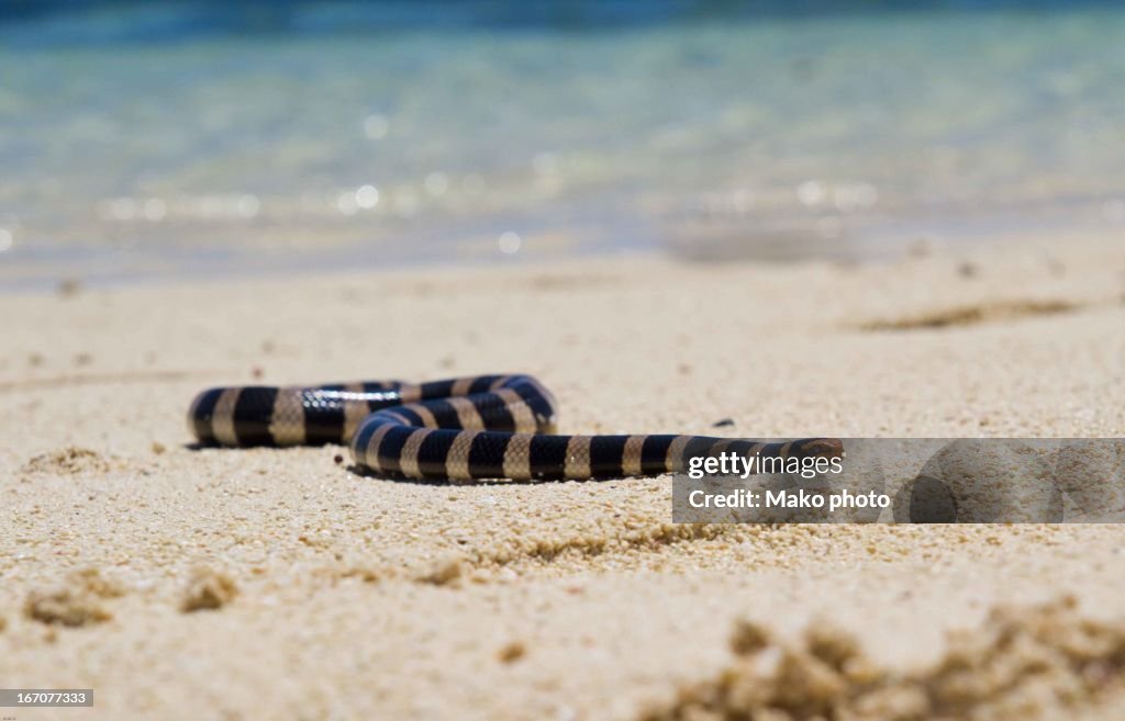 Laticauda sea snake
