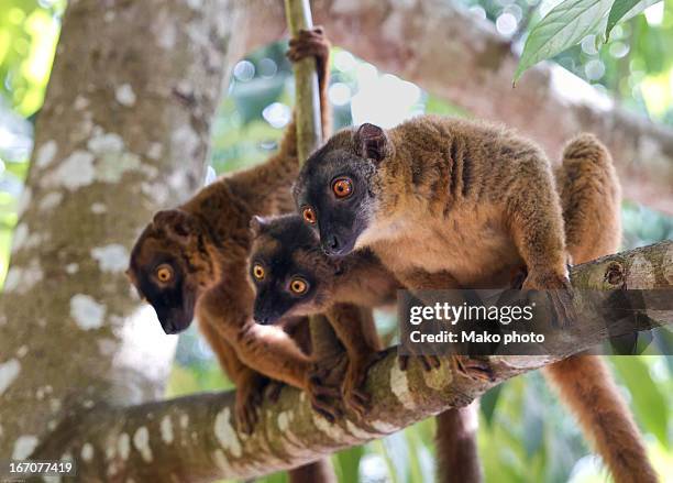 3 lemur on a tree - tom maki photos et images de collection