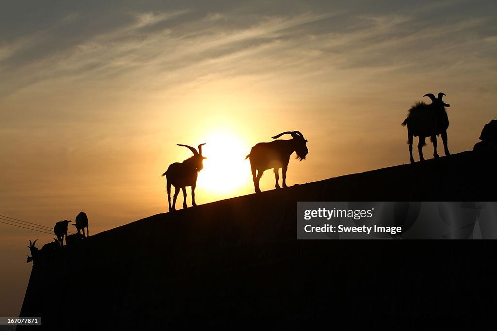 Goats and Sunset