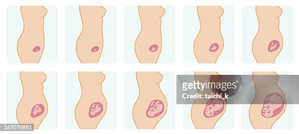 gestation cycle - baby in womb stock-grafiken, -clipart, -cartoons und -symbole