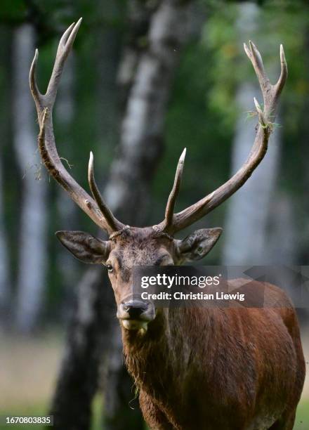 Deer stands in Rambouillet Forest during rutting season on September 16, 2023 in Rambouillet, France. The deer rutting season commences around this...