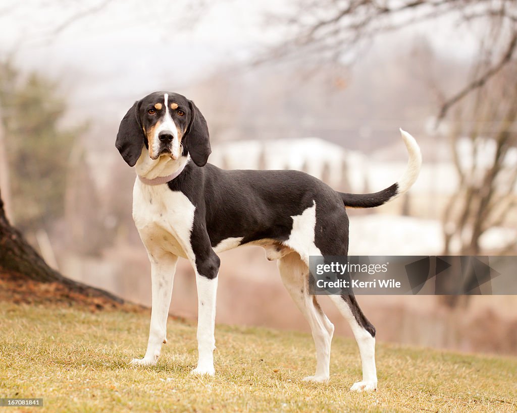 Pointer Walker Hound Pit Mix Treeing Walker Coonhound Pitbull Mix 2025
