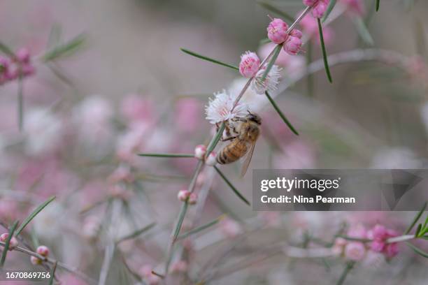 swan river myrtle - hypocalymma robustum + bee - true myrtle stock pictures, royalty-free photos & images