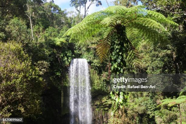 millaa millaa falls queensland australia - millaa millaa waterfall stock pictures, royalty-free photos & images