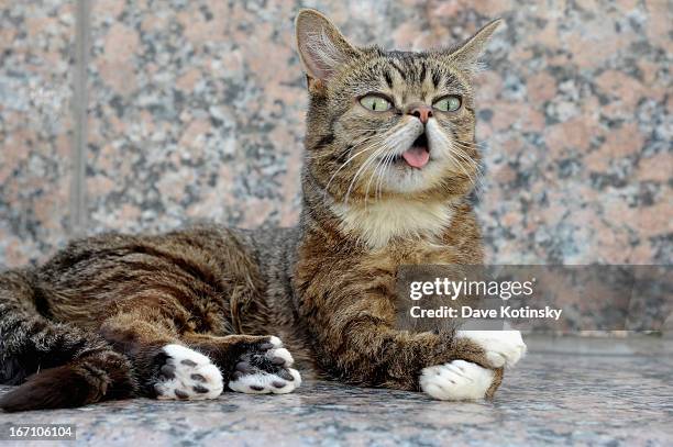 Celebrity internet cat Lil Bub attends the "Lil Bub And Friendz" Tribeca Drive-In Screening during the 2013 Tribeca Film Festival on April 20, 2013...