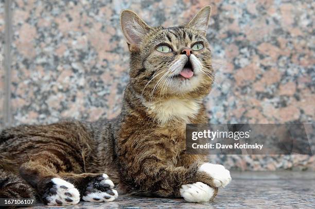 Celebrity internet cat Lil Bub attends the "Lil Bub And Friendz" Tribeca Drive-In Screening during the 2013 Tribeca Film Festival on April 20, 2013...