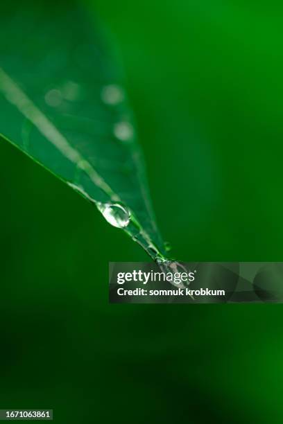 raindrops under cassava leaf - tapioca field stock pictures, royalty-free photos & images