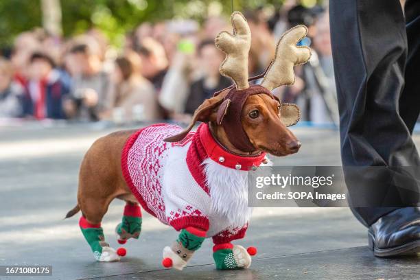 Dachshund in a New Year's winter suit with deer antlers while performing on stage at the dachshund Parade. A costumed parade of dachshunds took place...