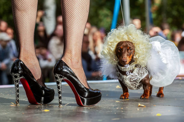 c'est le carnaval ? St-petersburg-russia-a-woman-in-heels-stands-with-her-dachshund-on-the-podium-during-the