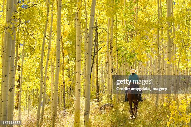 rocky mountain lifestyle - aspen trees stock-fotos und bilder