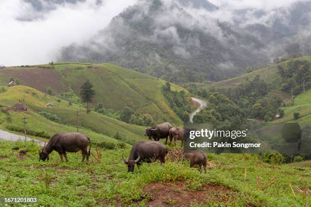 livestock farming on high mountains at mae la noi after rain with the mist, mae hong son province, thailand, a way of life for rural people in northern thailand. - bufalo indiano foto e immagini stock