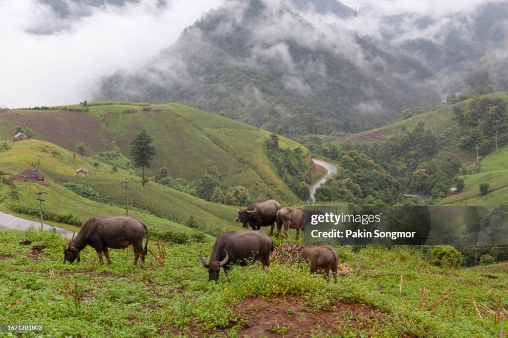 Livestock farming on high mountains at Mae La Noi after rain with the mist, Mae Hong Son Province, Thailand, A way of life for rural people in northern Thailand.