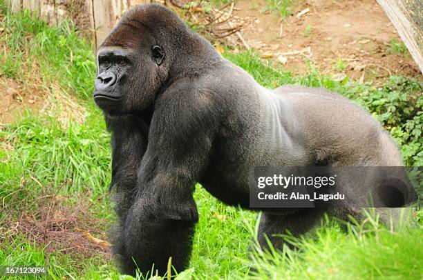 90 Gorilla Muscle Stock Photos High Res Pictures And Images Getty 90-gorilla-muscle-stock-photos-high-res-pictures-and-images-getty