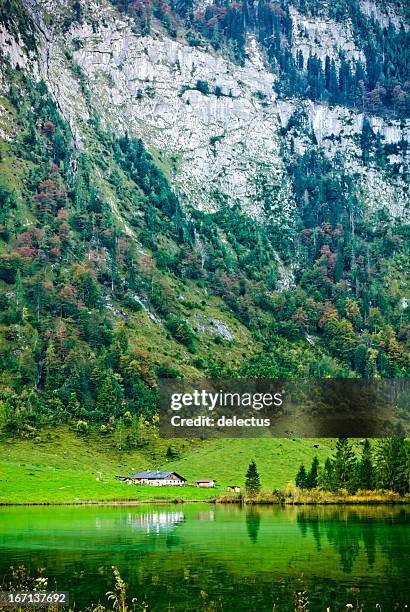 alm hütte im königssee - almabtrieb stock-fotos und bilder