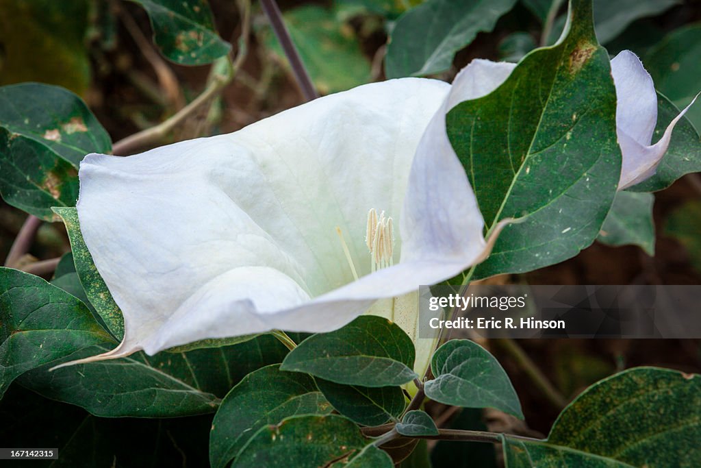 Sacred datura in bloom