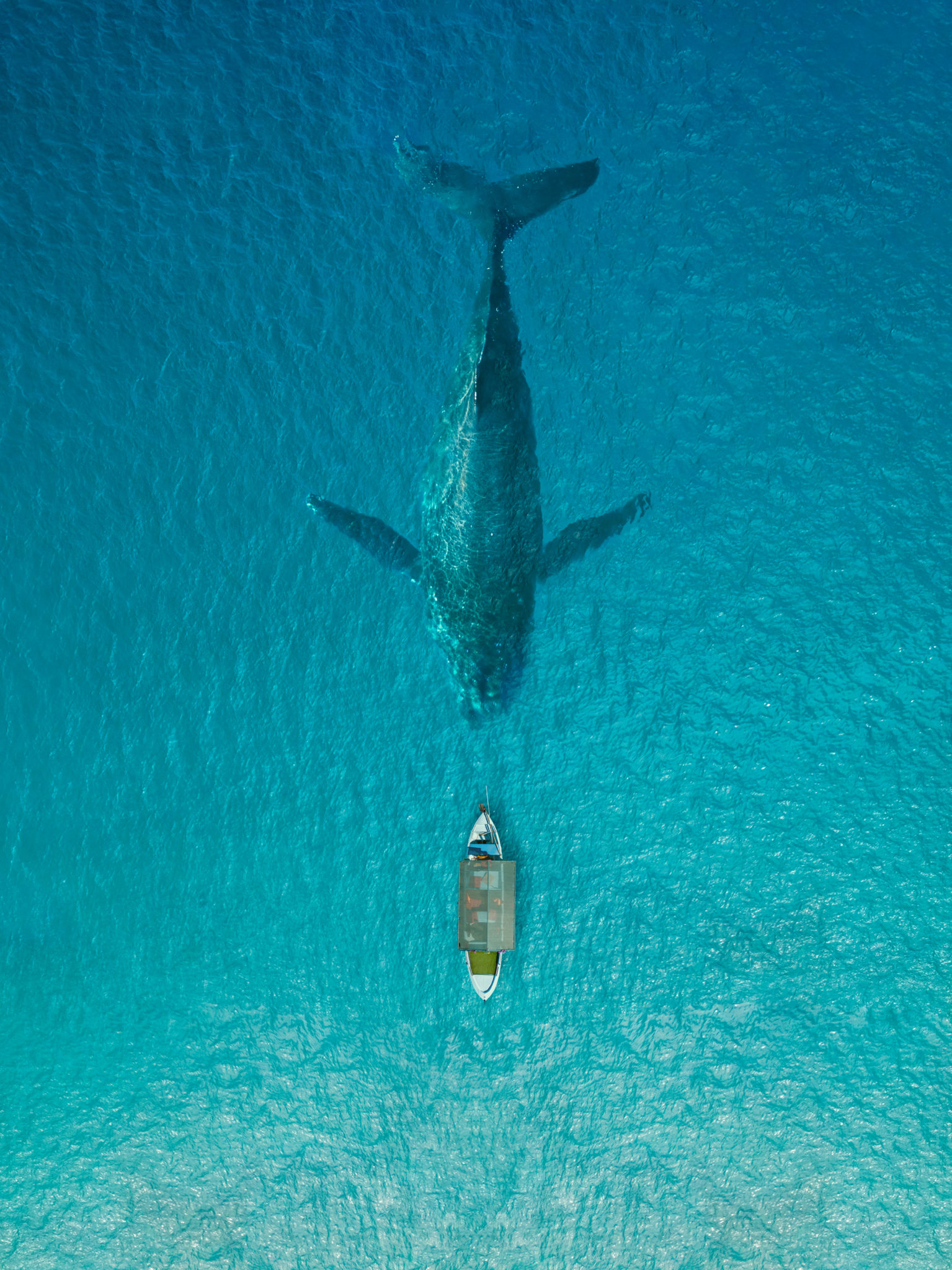 whale conservation