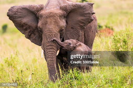 Afrikanischer Elefant und baby: Unterricht Afrikanischer Elefant und baby: Unterricht