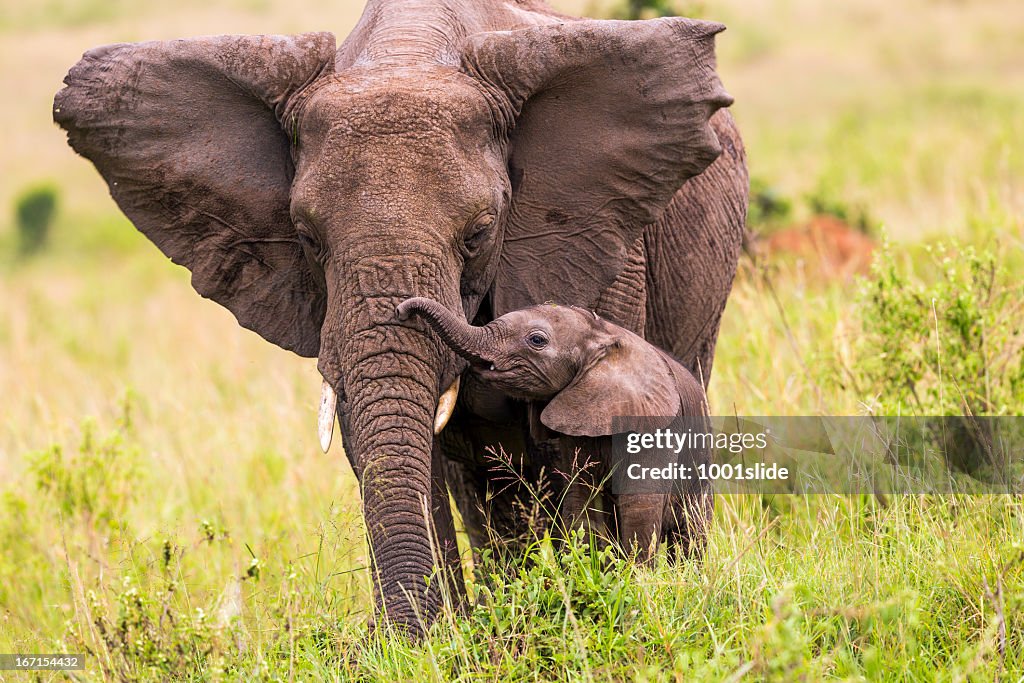 An elephant and its baby walking in long grass