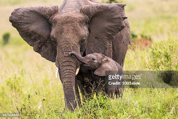 an elephant and its baby walking in long grass - african elephant bildbanksfoton och bilder