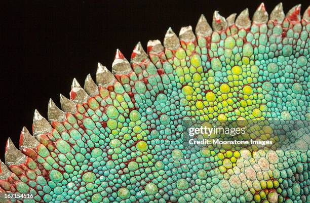 panther chameleon - kameleon stockfoto's en -beelden