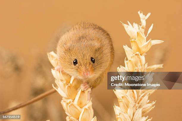 ratón espiguero - field mouse fotografías e imágenes de stock