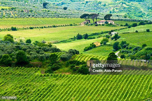 italy, basilicata, barile, vineyards - região da basilicata imagens e fotografias de stock