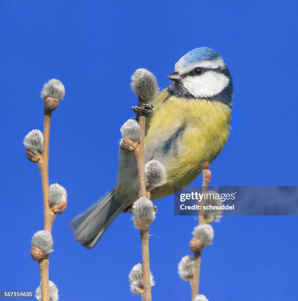 blaumeise im frühling - salweide stock-fotos und bilder