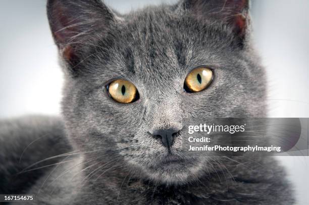 azul ruso mascota - burmese cat fotografías e imágenes de stock