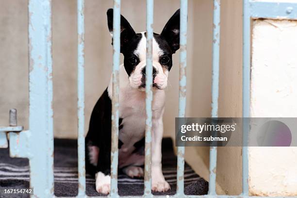 puppy behind bars - puppies behind bars stock pictures, royalty-free photos & images