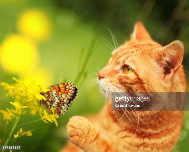 cat with butterfly and flower - cat-butterfly stock pictures, royalty-free photos & images