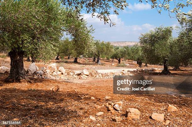 olive grove in west bank, palestine - palestina bildbanksfoton och bilder