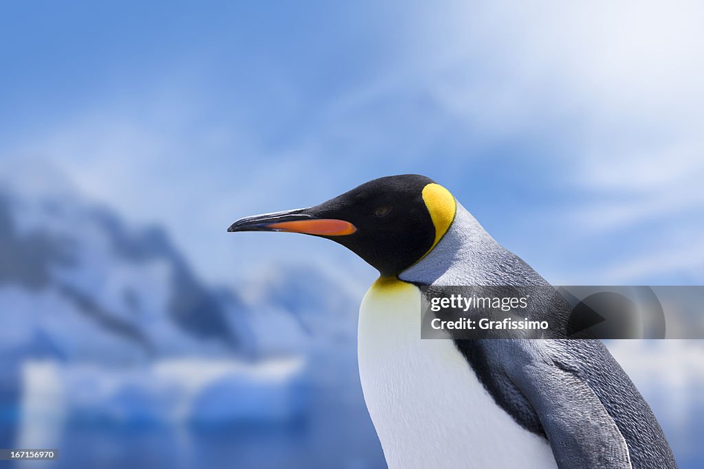 南極キングペンギンヘッド