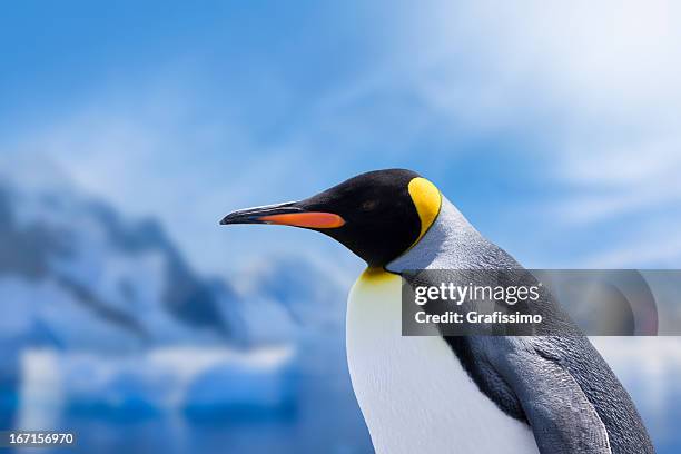 antarctica king penguin head - king penguin stock pictures, royalty-free photos & images