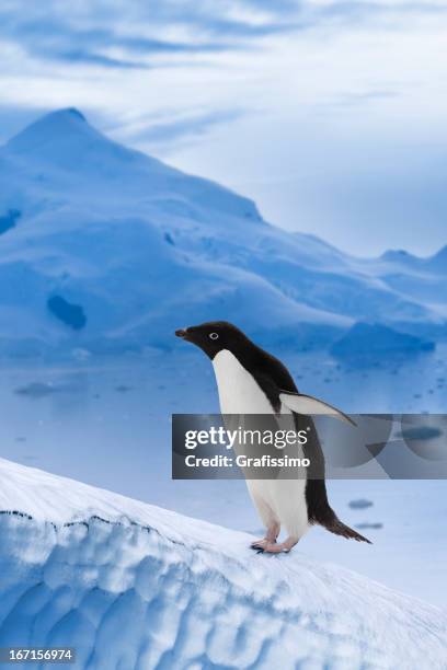 antarctica adelie penguin - antarctic peninsula stock pictures, royalty-free photos & images